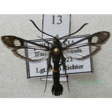 Synanthedon andrenaeformis (Laspeyres, 1801) Przeziernik kalinowiec Slovakia13